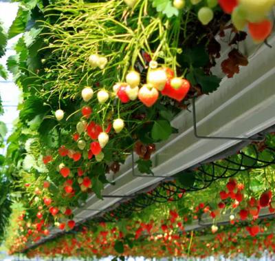 China Glass Strawberry Farm With Brackets Customized Strawberry Grow Lights Vertical Farm for sale