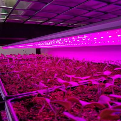 China Seed Starting Growing Indoor Strawberry System Market Driven Light With Hidroponik for sale