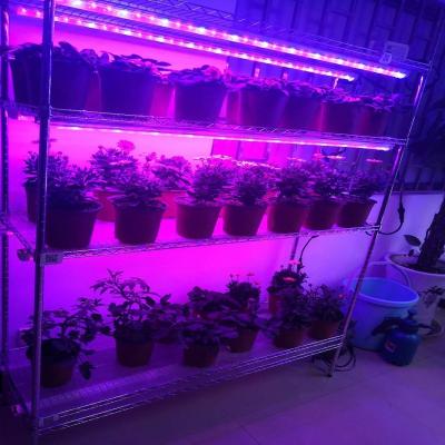 China Seed starting home green greenhouses multispan plant production system lamp dimming led for sale