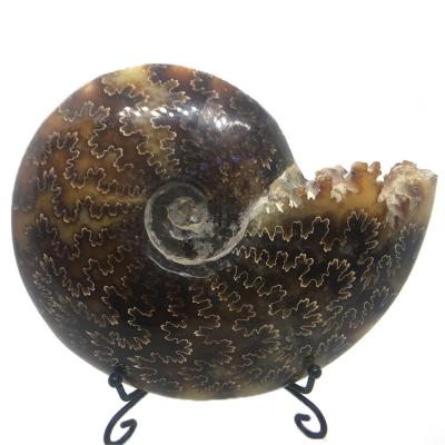 China China high quality natural jade snail for sale