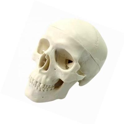 China Deluxe Natural Size Human Anatomy Teaching Tool Vivid Skeleton Model for Anatomy Study for sale