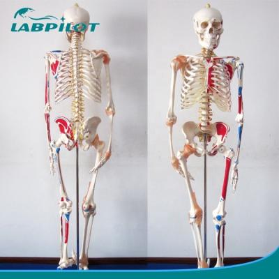 China Medical Science Educational Model 180cm Tall Colored Skeleton with Muscles and Ligaments for sale