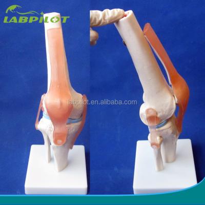 China Human Anatomical Knee Joint Model for Medical Education Realistic and Detailed Design for sale