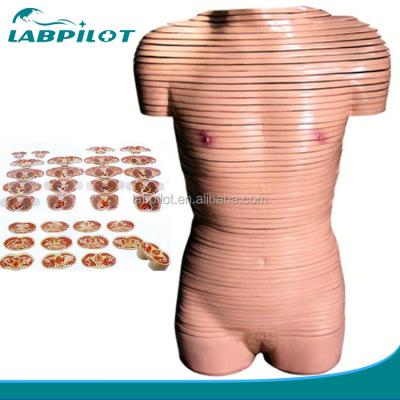 China Human Life Size Female Torso Cross Section Anatomy Model Recommended for Schools for sale