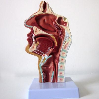 China Highly Respiratory System Model Nasal Cavity Oral Cavity Throat and Pharyngeal Pathology for sale