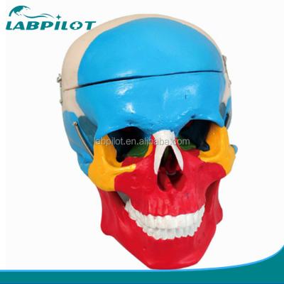 China Human Life Size Skeleton Model Bones Model of Cerebral Cranium for Medical Study Aid for sale