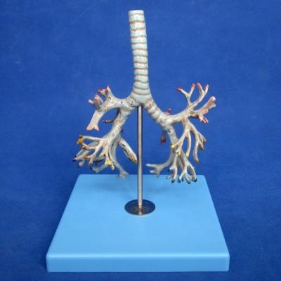 China Vivid Anatomical Bronchial Tree Model 26 Positions Marked Trachea Anatomy for Medical Science for sale