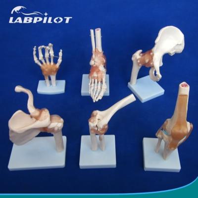 China Modelos detallados de huesos articulares humanos para uso educativo hombro codo codo cadera rodilla mano y foo en venta