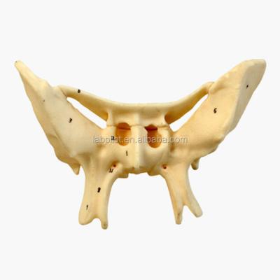 China Amplificado hueso alar hueso esfenoide estructuras anatómicas detalladas modelo para estudio médico en venta