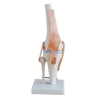 China Modelo profesional de articulación de rodilla hecho de PVC avanzado para la educación anatómica en venta