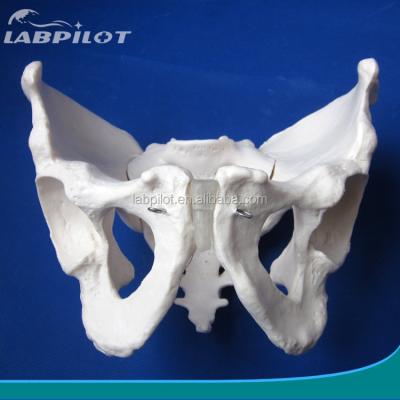 China Modelo de pelvis masculino largo y estrecho para hospitales tamaño de vida humana en venta