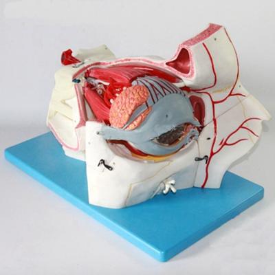 China Ophthalmological Anatomical Models Eyeball Model and Orbit with Deluxe 9-part Eye Model for sale