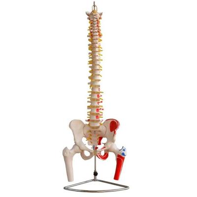 Cina Modello della colonna vertebrale con pelvis e muscoli di dimensioni umane Modello muscolo-scheletrico in PVC avanzato in vendita