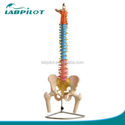 China Modelo de columna vertebral de color con pelvis cervical lumbar y vértebras torácicas en venta