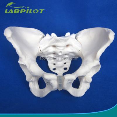 China Modelo avanzado de hueso de cadera de PVC vivo para la enseñanza del modelo de pelvis femenino dentro de las clínicas en venta