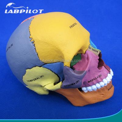 Cina Assemblaggio avanzato del modello di cranio in PVC per dimostrazione anatomica in vendita