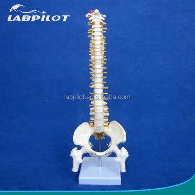 China Modelo de columna vertebral pequeña con columna vertebral Pelvis y fémur Cabezas Esqueleto humano de 45 cm en venta