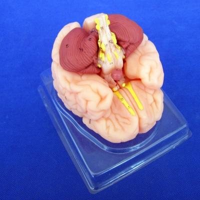 China Human Brain Model 8 Parts Anatomical Model for Schools and Educational Institutions for sale