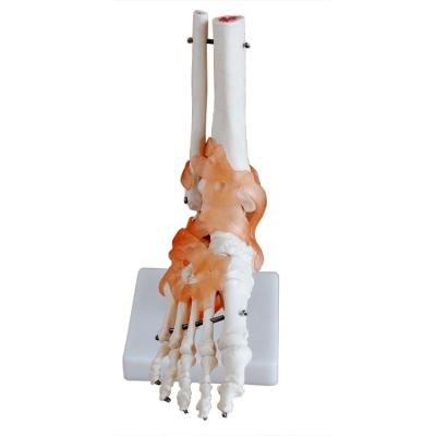 China Life-Size Anatomical Structure of Foot Human Medical Foot Joint Bone Model for Demonstration for sale