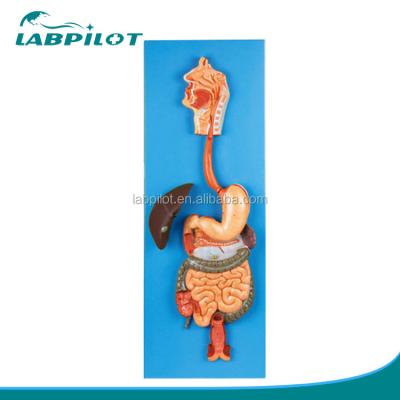 China Categories Human Digestive System Model for Anatomical Demonstration and Education for sale