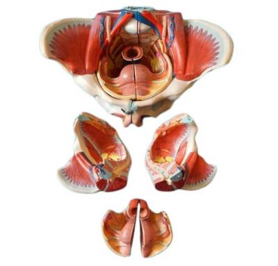 China Female Pelvis Anatomical Model with Detailed Nerves Vessels and Female Pelvic Anatomy for sale