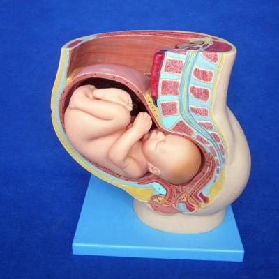 China Patients Care Demonstration Female Pelvis with Uterus in Ninth Month Pregnancy Model for sale