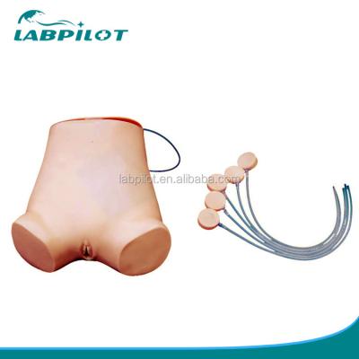 China Vivid Abdominocentesis Skills Practice Model Advantage of Vivid Anatomical Structure for sale