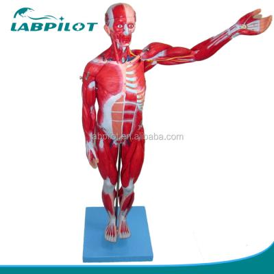 China Vivid Muscles Model 18 Parts Full Body Male Model with Detachable Anatomical Features for sale