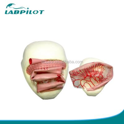 China Modelo de entrenamiento de anastomosis intestinal de PVC para la práctica de anastomosis intestinal pequeña en venta