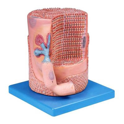 China Advanced PVC Medizinische Wissenschaft Anatomisches Modell Skelettmuskelfasern Kern der Muskelzelle 3D-Modell zu verkaufen