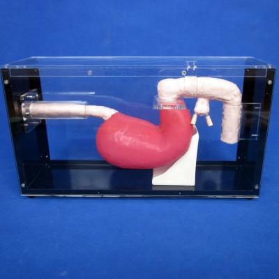 China Gastroscopo de tamaño humano Duodenoscopio y ERCP para la enseñanza de anatomía gastrointestinal en venta