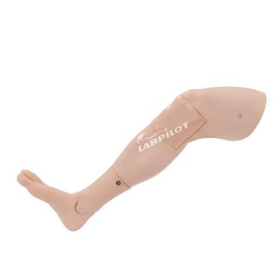 China Adult Leg Model Lower Limb Bone Marrow Puncture Training for Medical Science Students for sale