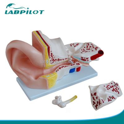 China 4 Parts Giant Ear Model Anatomical Demonstration for Medical Science Demonstration for sale