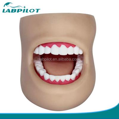 China Human Life Size Plastic Dental Teeth Care Model with Face and Tongue for sale