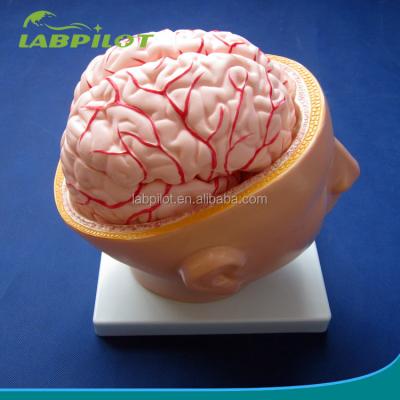 China Biological School Exhibit Brain Model Human Life Size with Arteries and Head Advanced PVC for sale