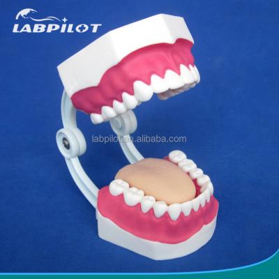 China Human Life Size Dental Model 28 Teeth Tooth Brushing Model for Kindergarten Teaching for sale