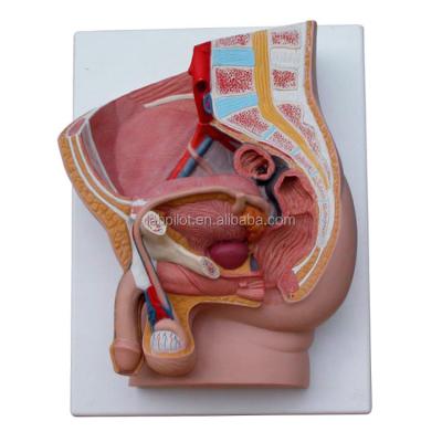 China Reproductive Organs Anatomy Teaching Median Saggital 2-Parts Male Pelvic Cavity Model for sale