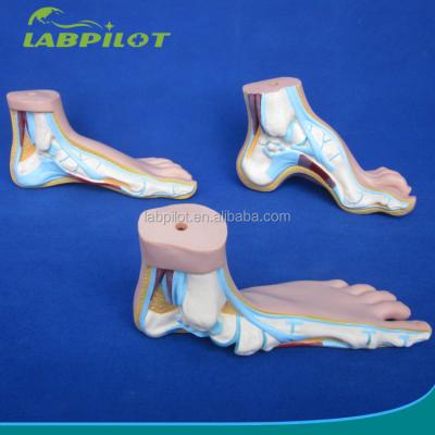 China Categories Detailed Anatomy Structures 3D Biological Normal Flat and Arched Foot Models for sale