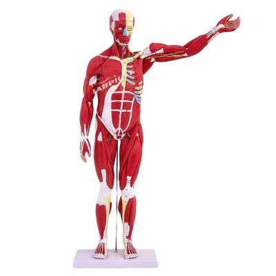 China Artikel Modell für die Anatomie des menschlichen Körpers, das innere Organe und Muskeln zeigt Torso Mannequin zu verkaufen