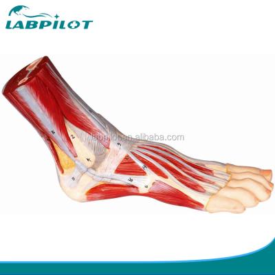 China Modelo muscular vivo del pie humano Anatomía plantar Estructuras detalladas Modelo de anatomía del pie en venta