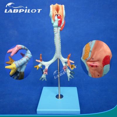 China Medizinische Wissenschaft Anzeige Trennbarer Bronchialbaum und Trachea Modell für Larynx Anatomie zu verkaufen