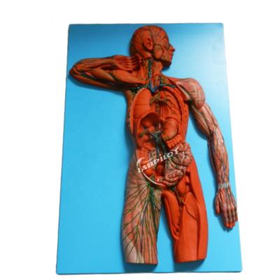 China Anatomische Lehre Modell 3D-Simulator für Lymphsystem Organ zu verkaufen