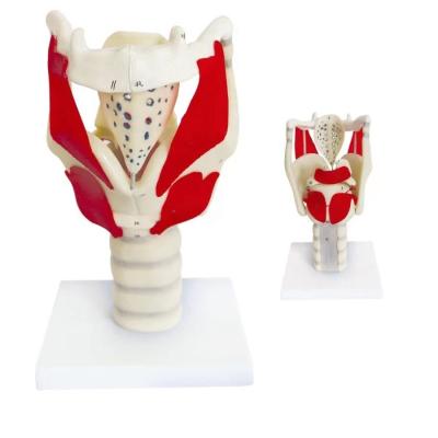 China Anatomical Demonstration HOT Larynx Functional Model Advanced PVC for Throat Teaching for sale