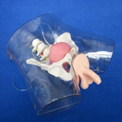 China Manikin for Patients Care Demonstration Transparent Urethral Catheterization Training for sale