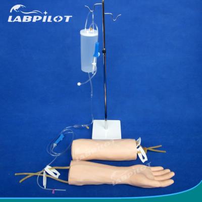 China Sales Injection Training Model for Teaching Intravenous Infusion and Blood Transfusion for sale