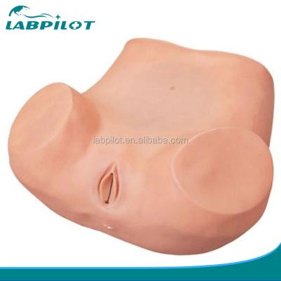 China Women's Health Education GYN Examination Training Simulator with Advanced PVC Material for sale