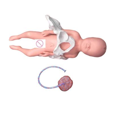 China Medical Teaching Manikin Model Subject Medical Science with Umbilical Cord and Placenta for sale