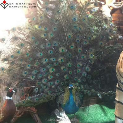 China Europe high simulated vivid peacock statue for indoor decoration for sale