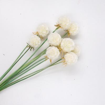 China DIY Home Decoration Durable Flower Preserved Natural Scabiosa Windmill Flower Preserved Flower Arrangement for sale