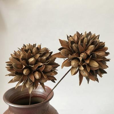 China Flower Wholesalers Dried Magnolia Ball Durable Stabilized Dried Flower Preserved Flowers Foliage for sale